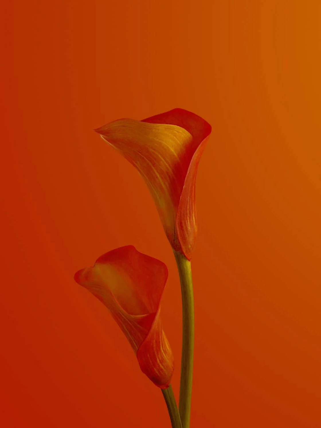 Custom Size Matte Posters Design & Print Services